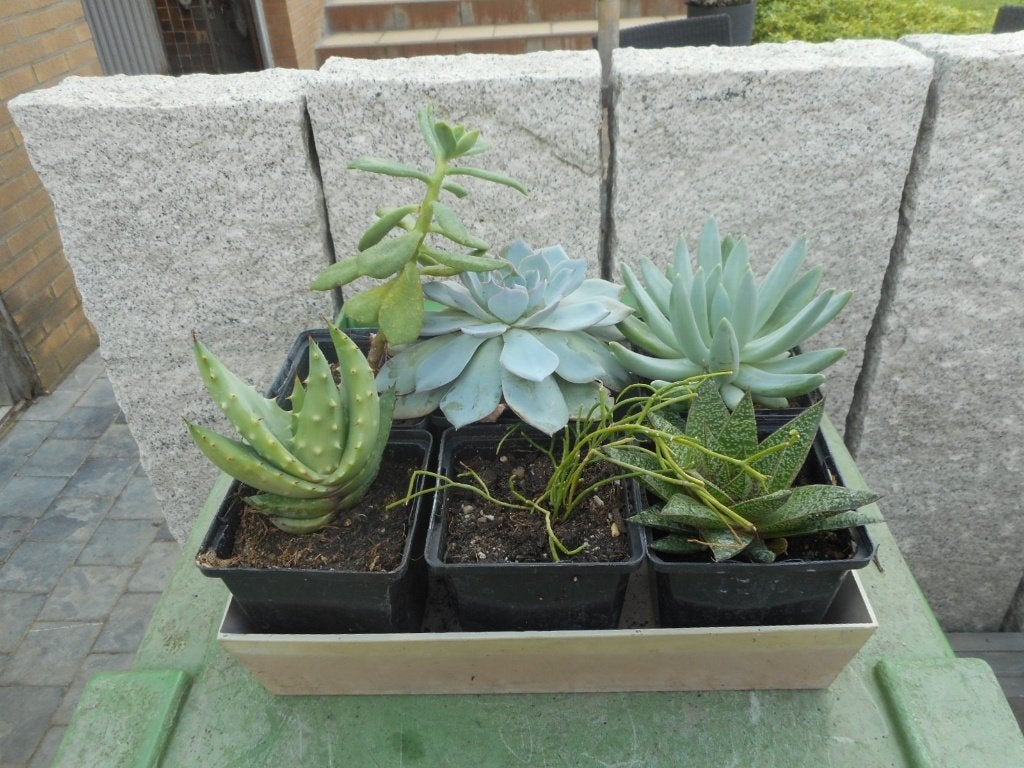 Plantes, Jardin & Terrasse, Enlèvement ou Envoi, Plante fixe, Autres espèces, Mi-ombre
