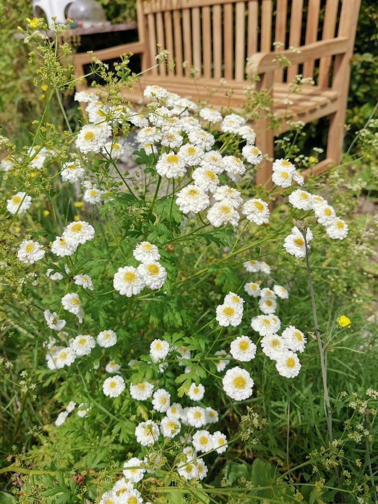 20 graines de grande camomille Tanacetum parth. Flore Pleno, Envoi, Graine