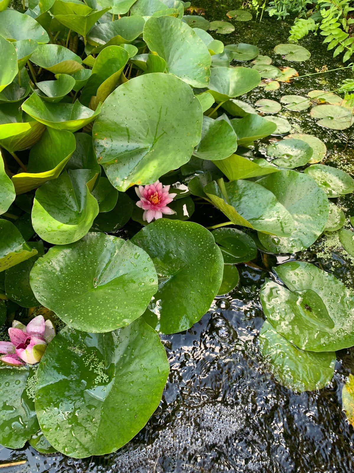 Mooie waterlelies met roze bloemen, Ophalen