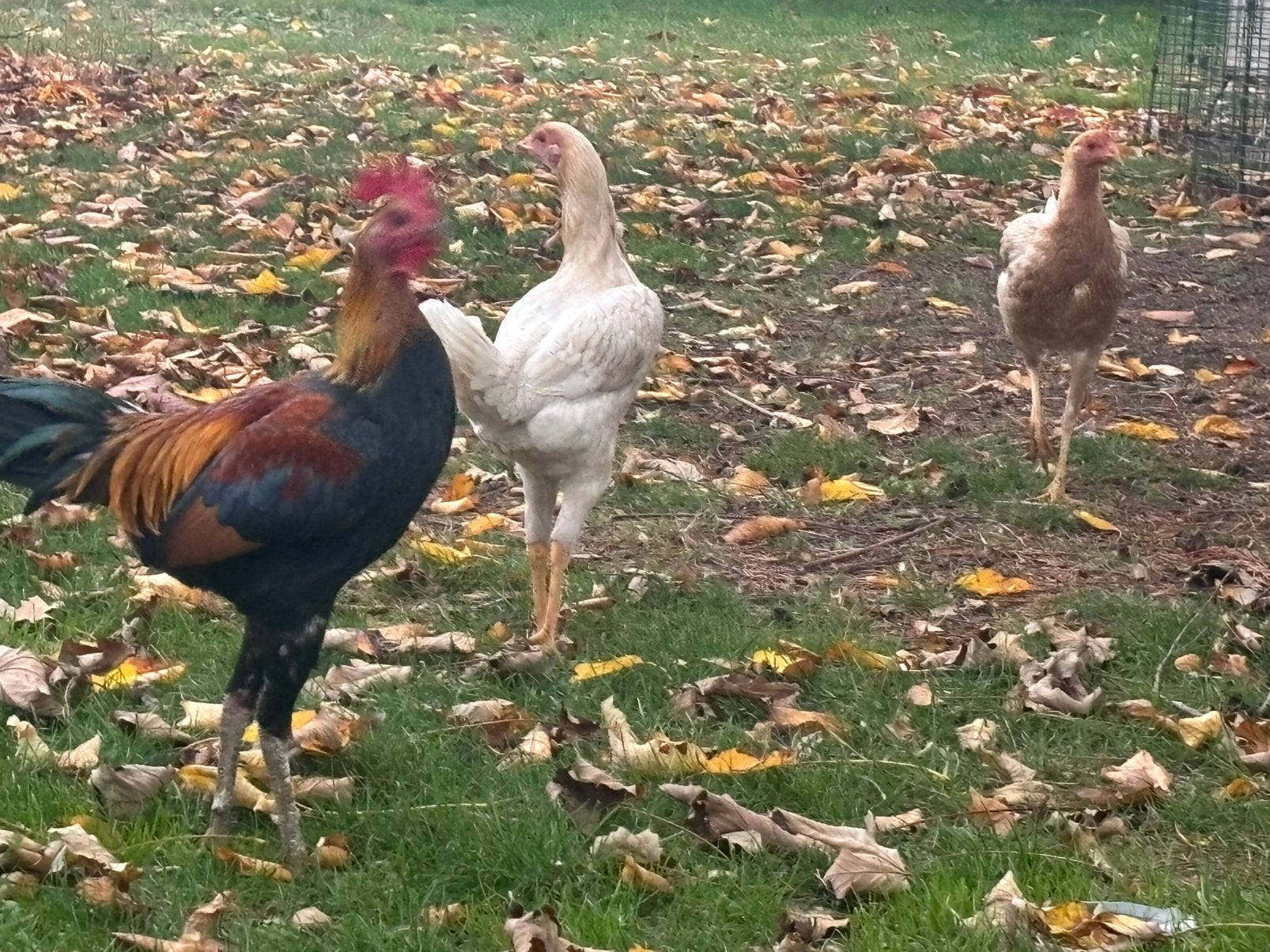 Modern Engels vechthoen (grote soort), Dieren en Toebehoren