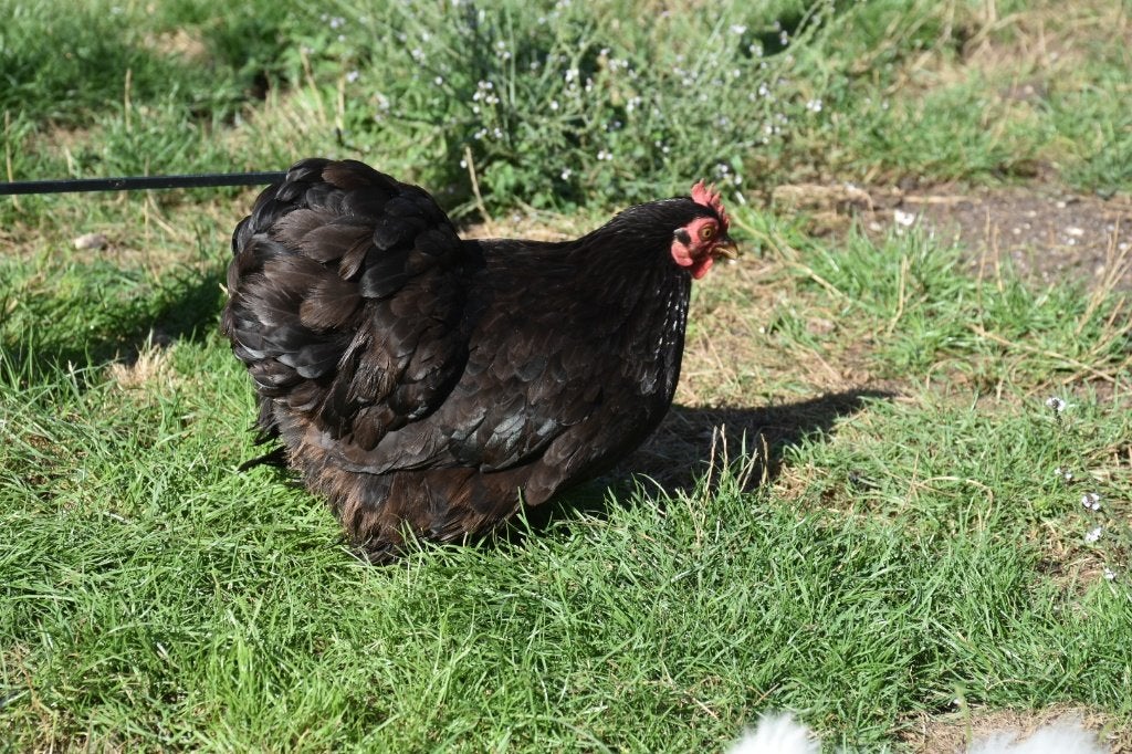 kippen Cochins, Animaux & Accessoires, Volatiles