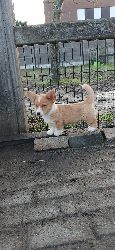 Prachtige welsh corgi pups, Maladie de Carré (chiens), Autres races, 8 à 15 semaines, Plusieurs