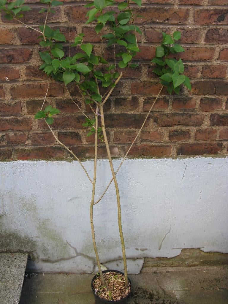 Plant de lilas mauve, Jardin & Terrasse, Plantes | Arbustes & Haies, Enlèvement, Autres espèces, Arbuste, 250 cm ou plus