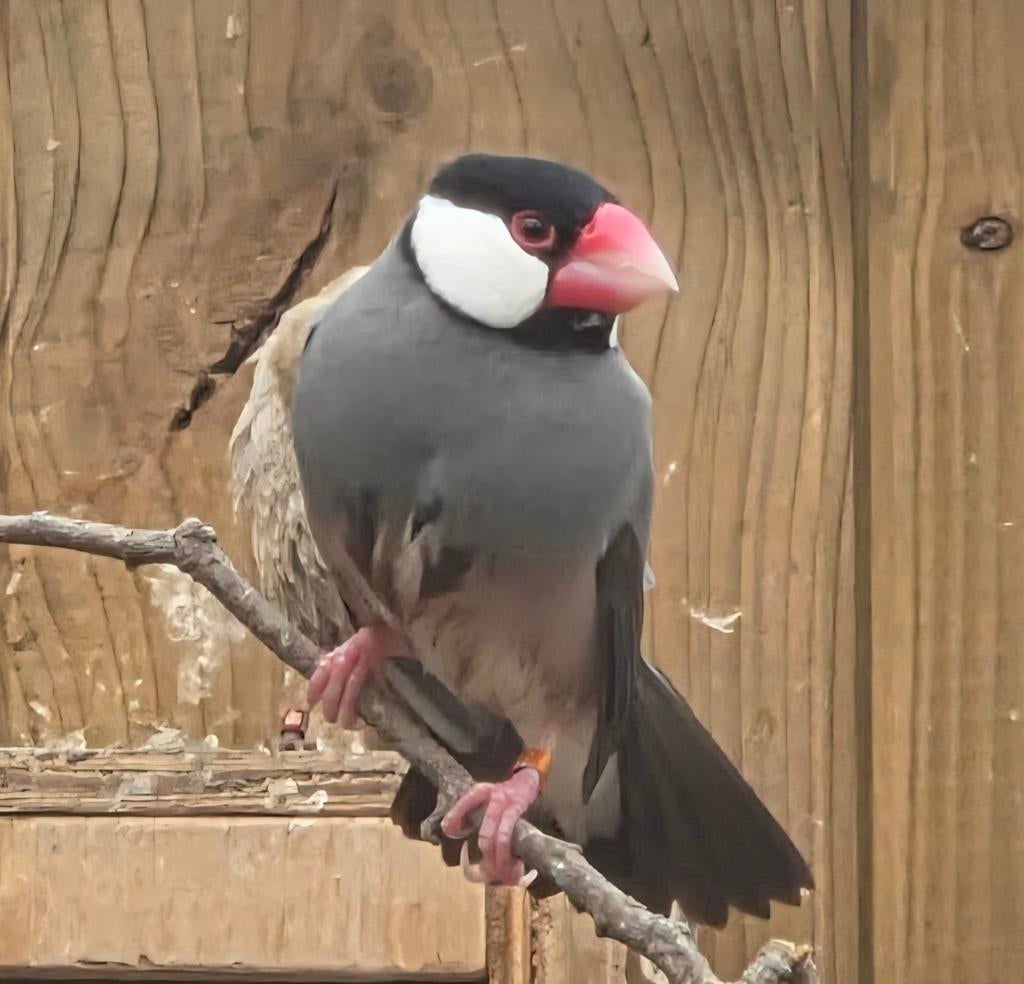 Rijstvogel wildkleur 2025, Dieren en Toebehoren, Vogels | Overige Vogels, Geringd