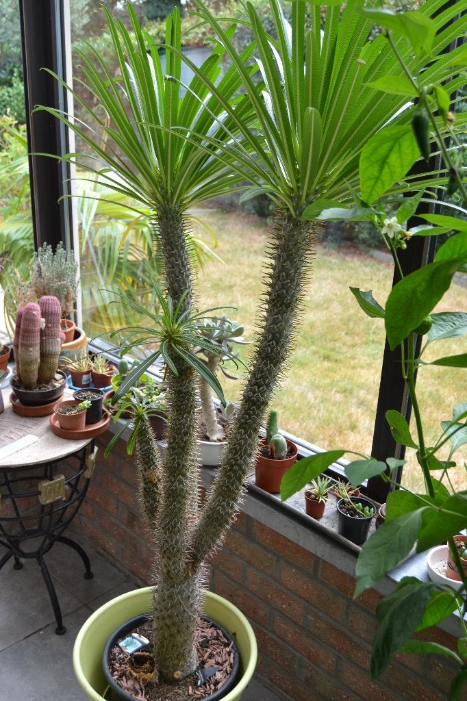 pachypodium Lamerei, Maison & Meubles, Plein soleil, Palmier, Plante verte, 150 à 200 cm