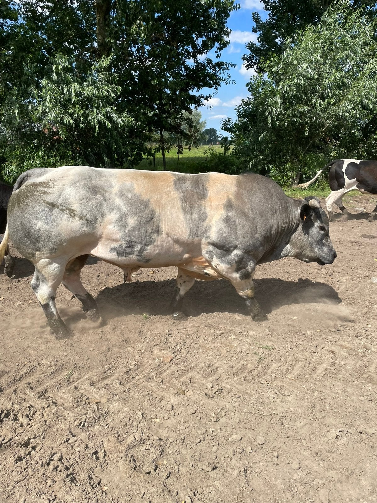 Dekstier, 3 tot 6 jaar