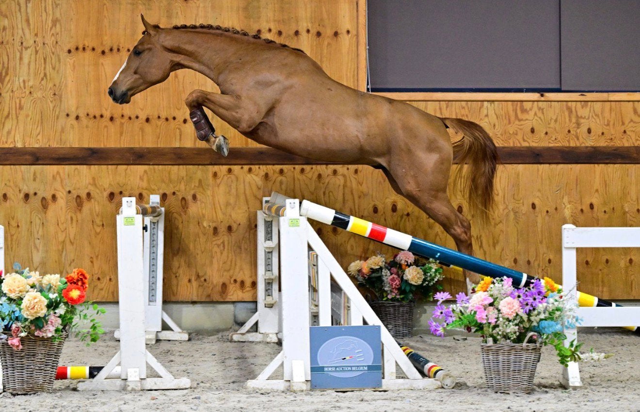 3jarige hengst TE RUIL EVT, Dieren en Toebehoren, Paarden, Hengst