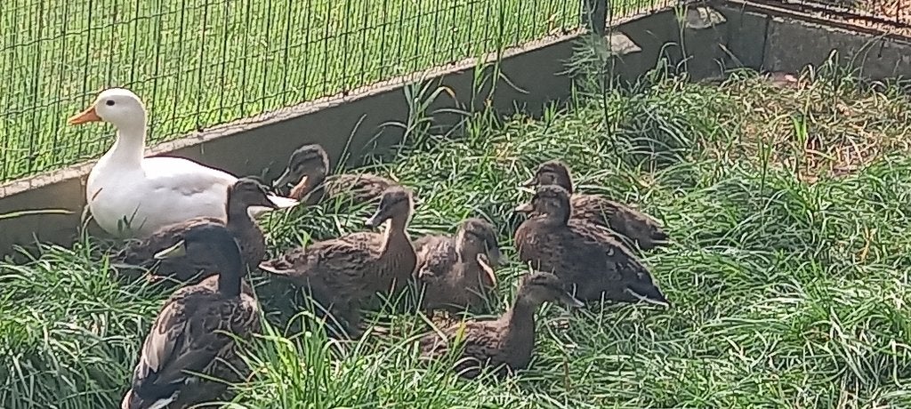 Eenden, Dieren en Toebehoren, Pluimvee, Geslacht onbekend, Eend