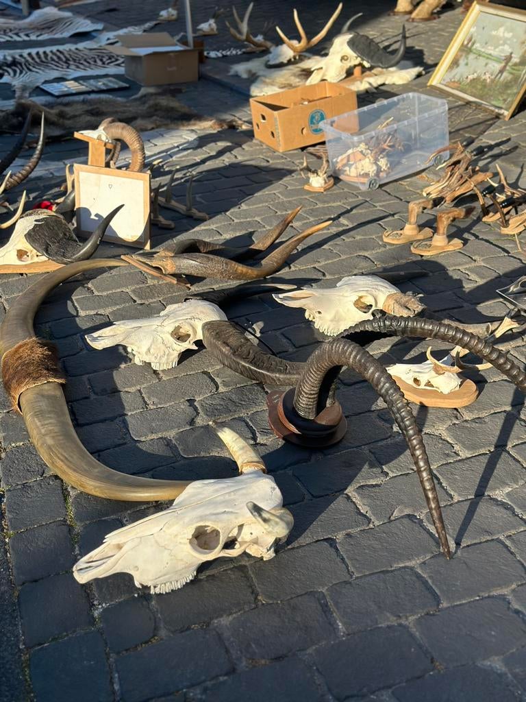 Schedels geweien opgezette taxidermie, Antiek en Kunst, Ophalen