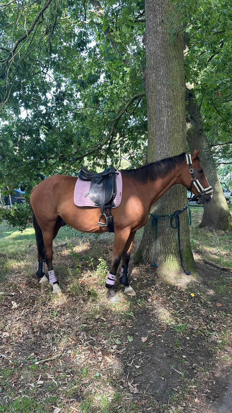 10-jarige knappe ruin – Irish Hunter/OTTB – 1m66, Hongre
