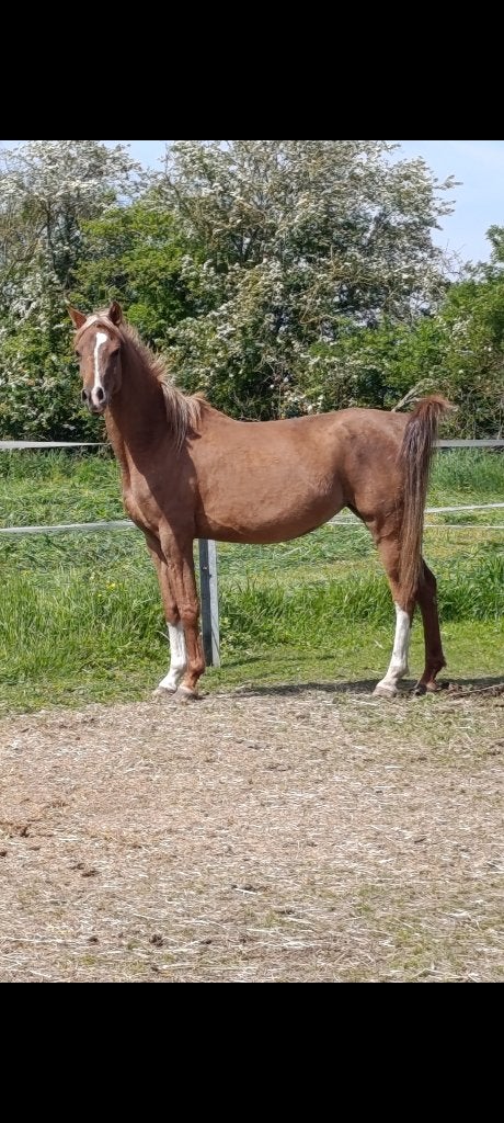 Arabische volbloed, Merrie, Met stamboom, 3 tot 6 jaar, 160 tot 165 cm