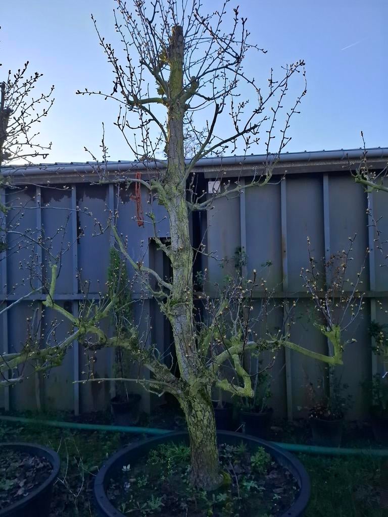 Perenboom, Tuin en Terras, Ophalen, Perenboom