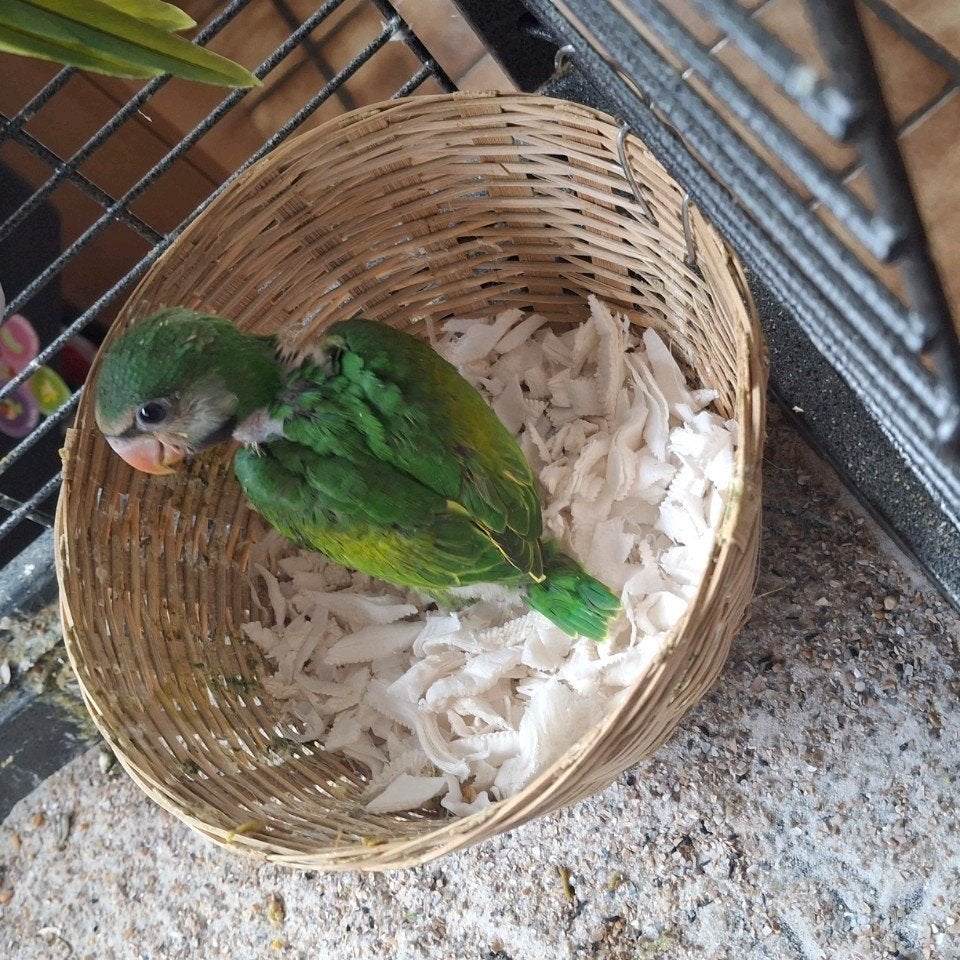 Handtamme baby rozeborstparkiet, Dieren en Toebehoren, Vogels | Parkieten en Papegaaien, Pratend