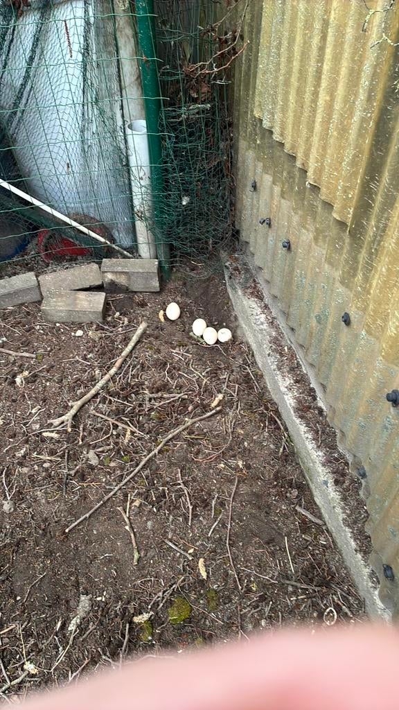 Witte pauw  eieren voor uit broeden  te koop, Dieren en Toebehoren