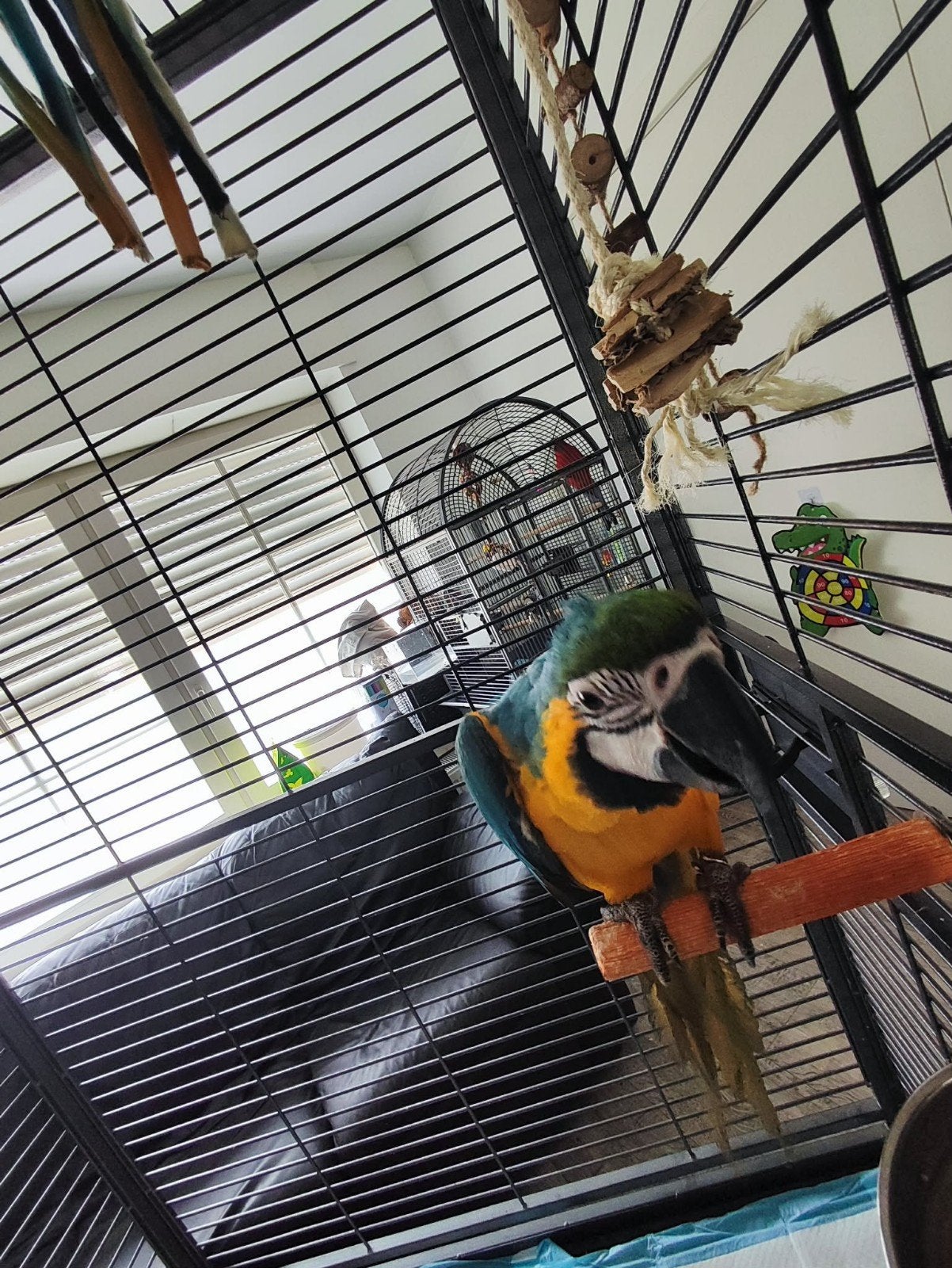 blauw gele ara + kooi, Mannelijk, Tropenvogel, Tam