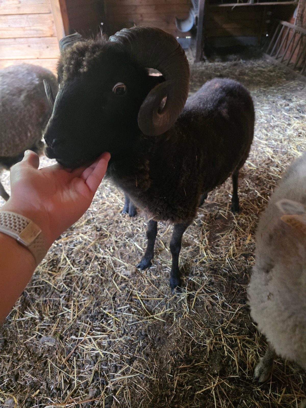 ouessant 1 zwarte ram (2 jaar oud) te koop en 1 ooi lam (voo, Meerdere dieren, Schaap, 0 tot 2 jaar