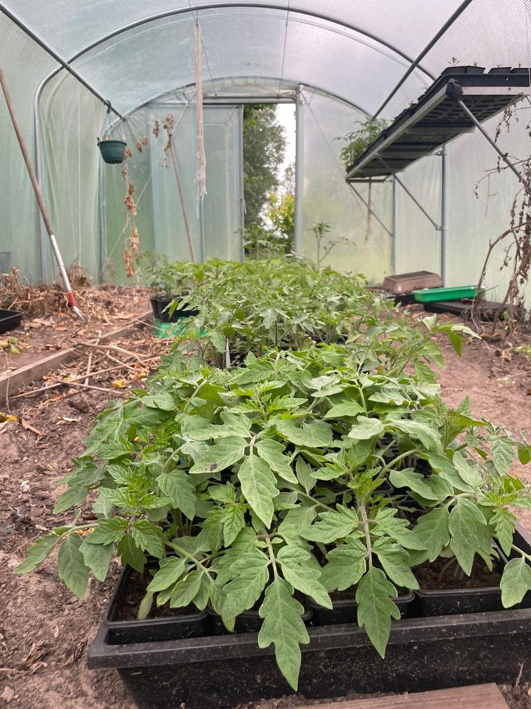 Tomatenplantjes, Tuin en Terras, Ophalen