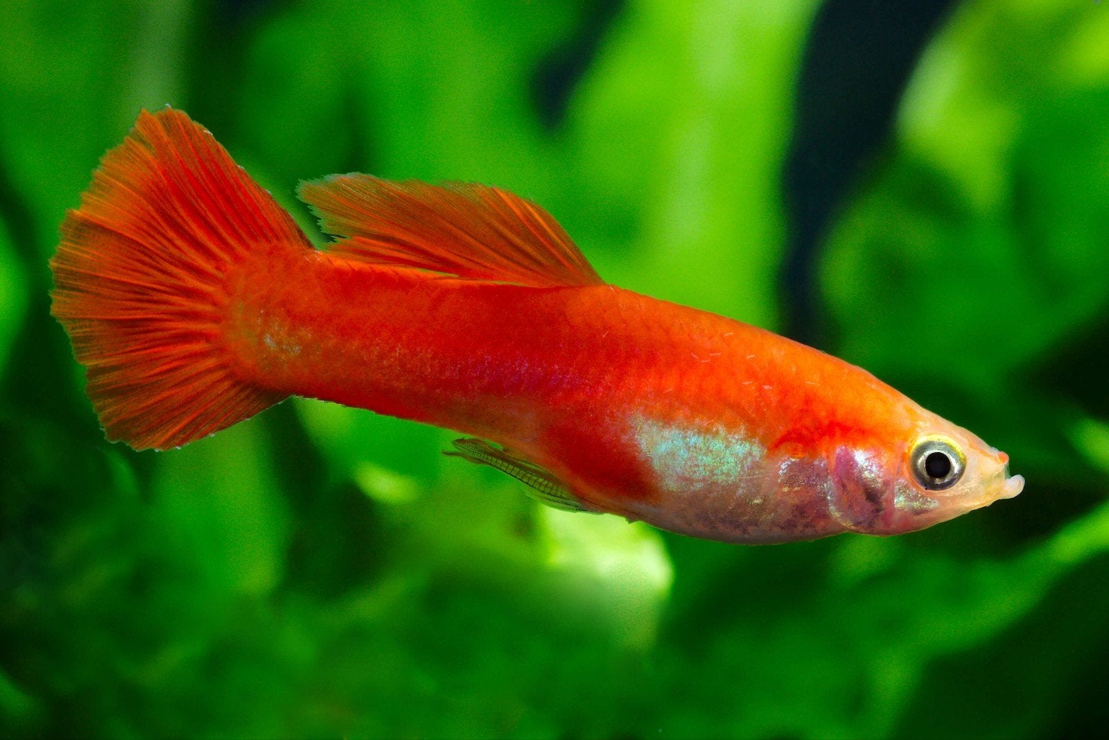 Guppy Red Flamingo Swordtail, Poisson, Poisson d'eau douce, Banc de poissons