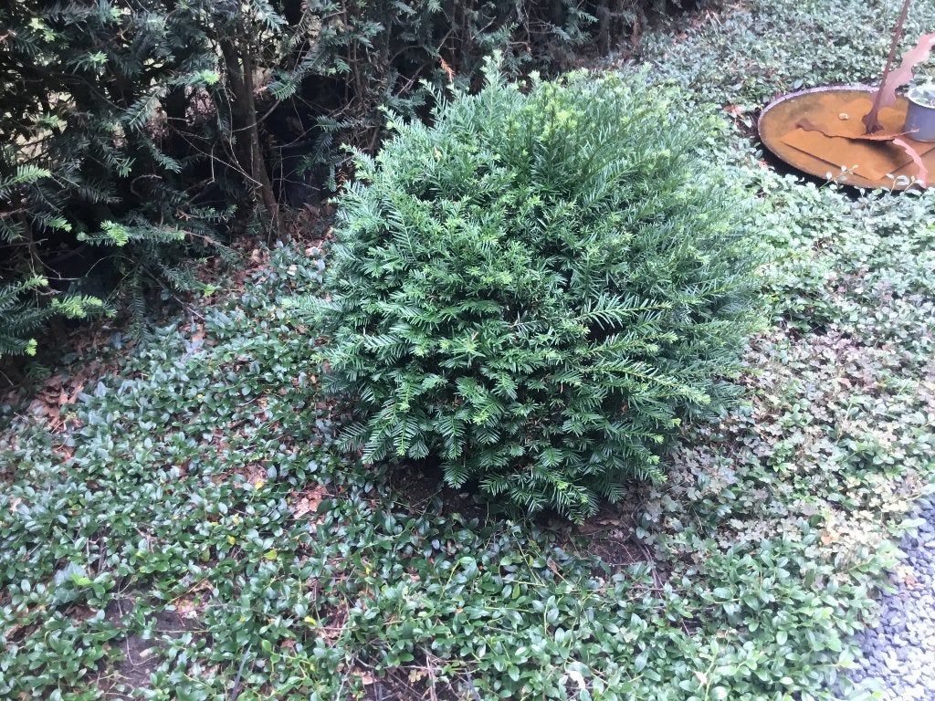 Taxus, Tuin en Terras, Planten | Struiken en Hagen, Ophalen, Taxus