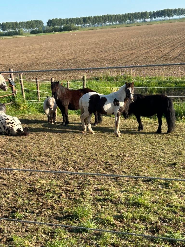 bruin bonte, Dieren en Toebehoren, Paarden, Hengst, Onbeleerd