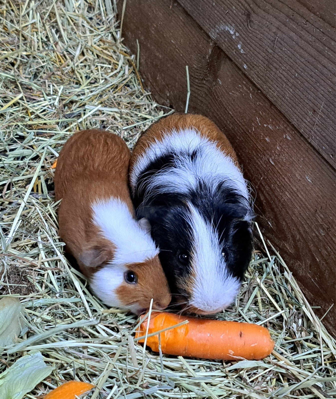 Twee cavia beertjes (alleen gezamelijk), Dieren en Toebehoren, Cavia, Mannelijk, Juli, Tam
