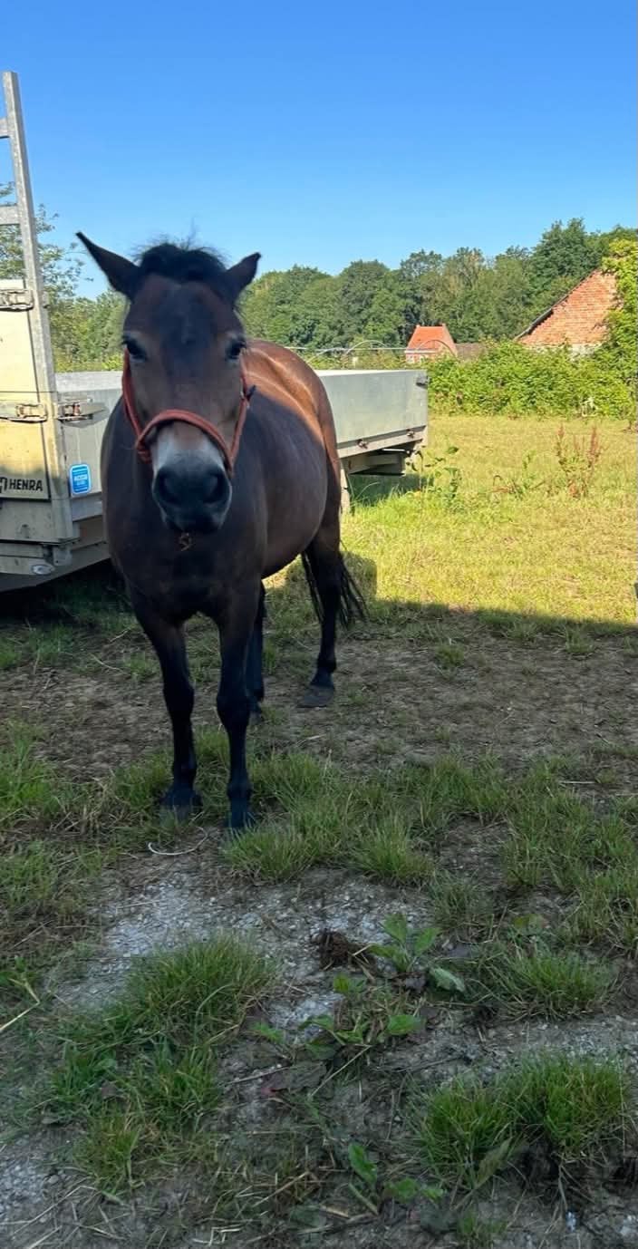 Pony te koop, Merrie, Minder dan 160 cm, Zadelmak, 7 tot 10 jaar