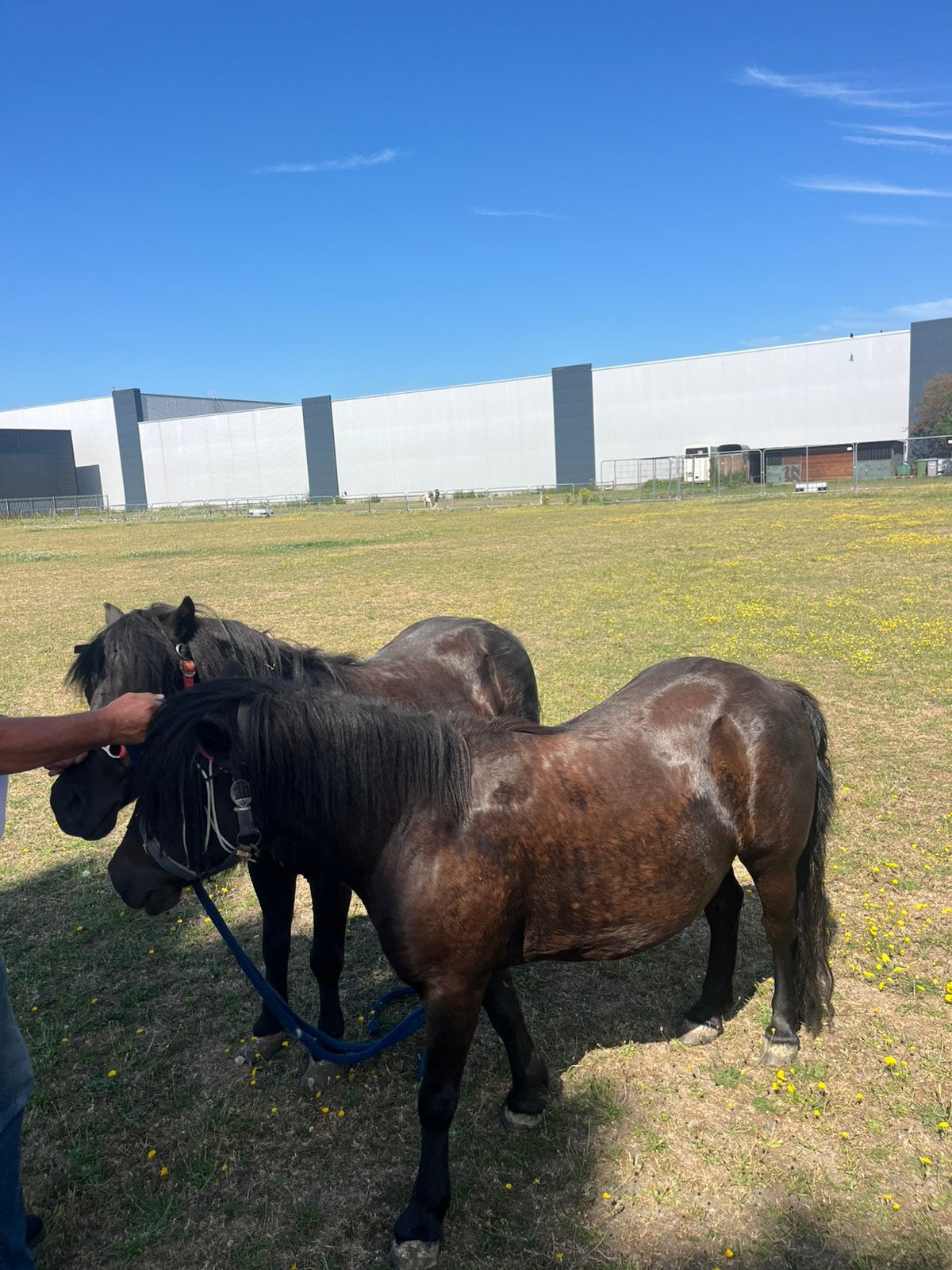 Grote maat zwarte betuigde merries!!!, Dieren en Toebehoren, Paarden, Merrie