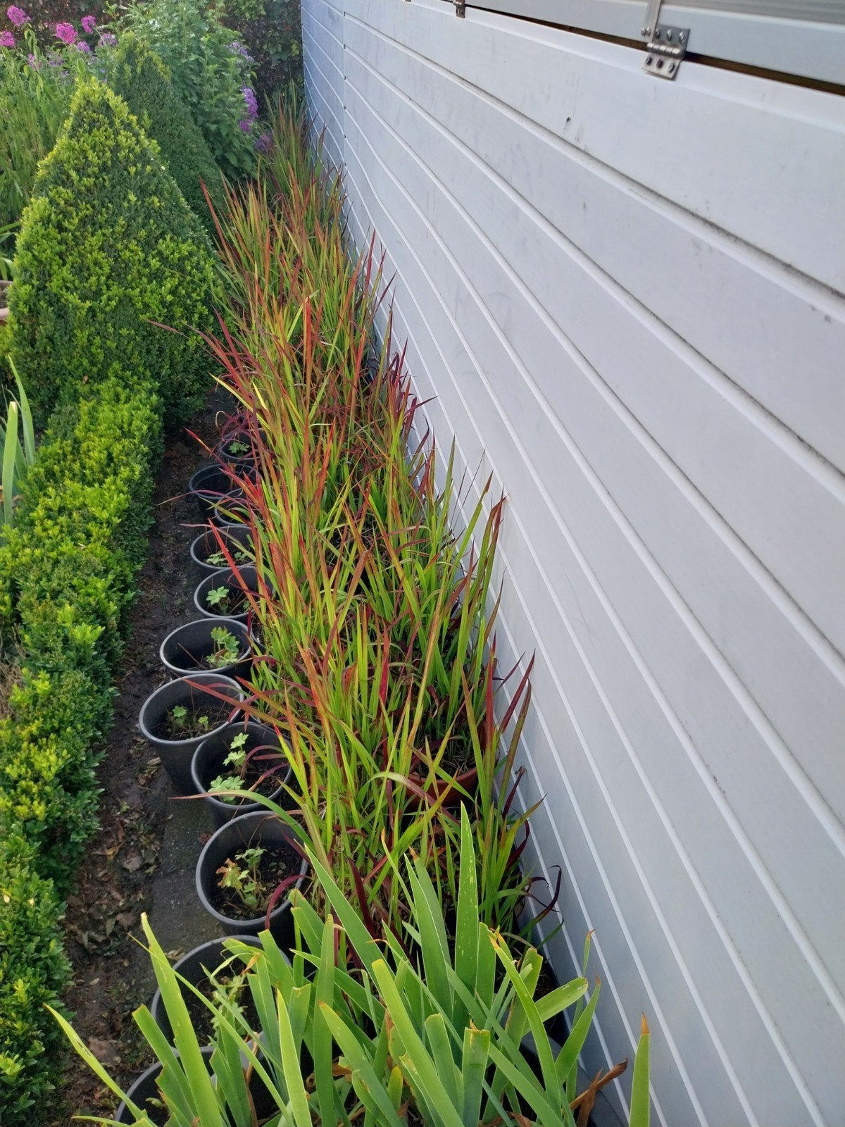 Japans bloedgras, Jardin & Terrasse, Plantes | Jardin, Enlèvement
