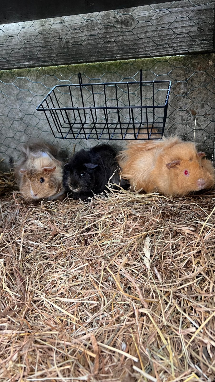 3 zeugjes cavia’s, Dieren en Toebehoren, Juli, Vrouwelijk, Cavia