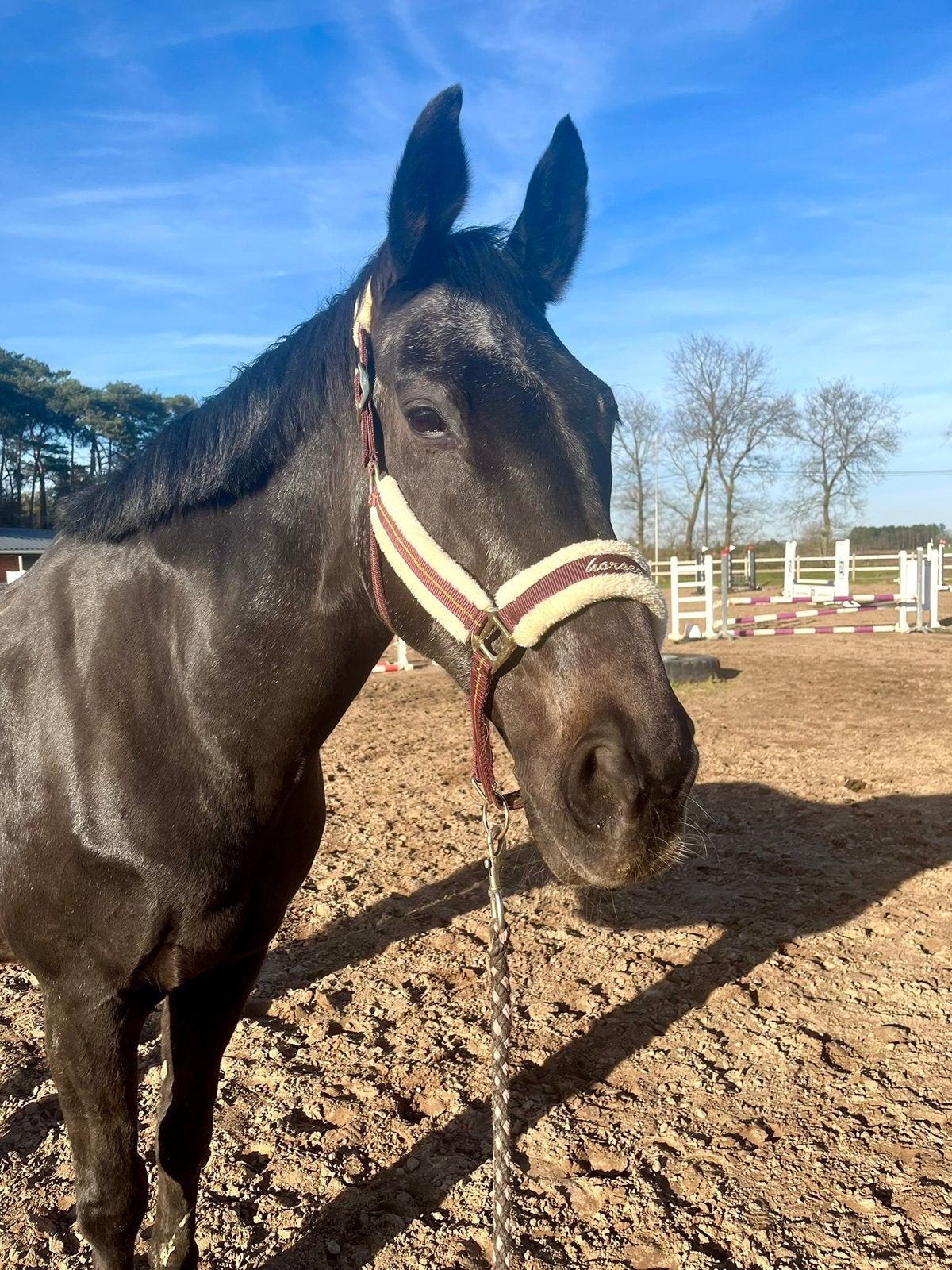 Gouden thuis gezocht voor een paard met een gouden hart, Met stamboom, Ruin, Niet van toepassing, 11 jaar of ouder