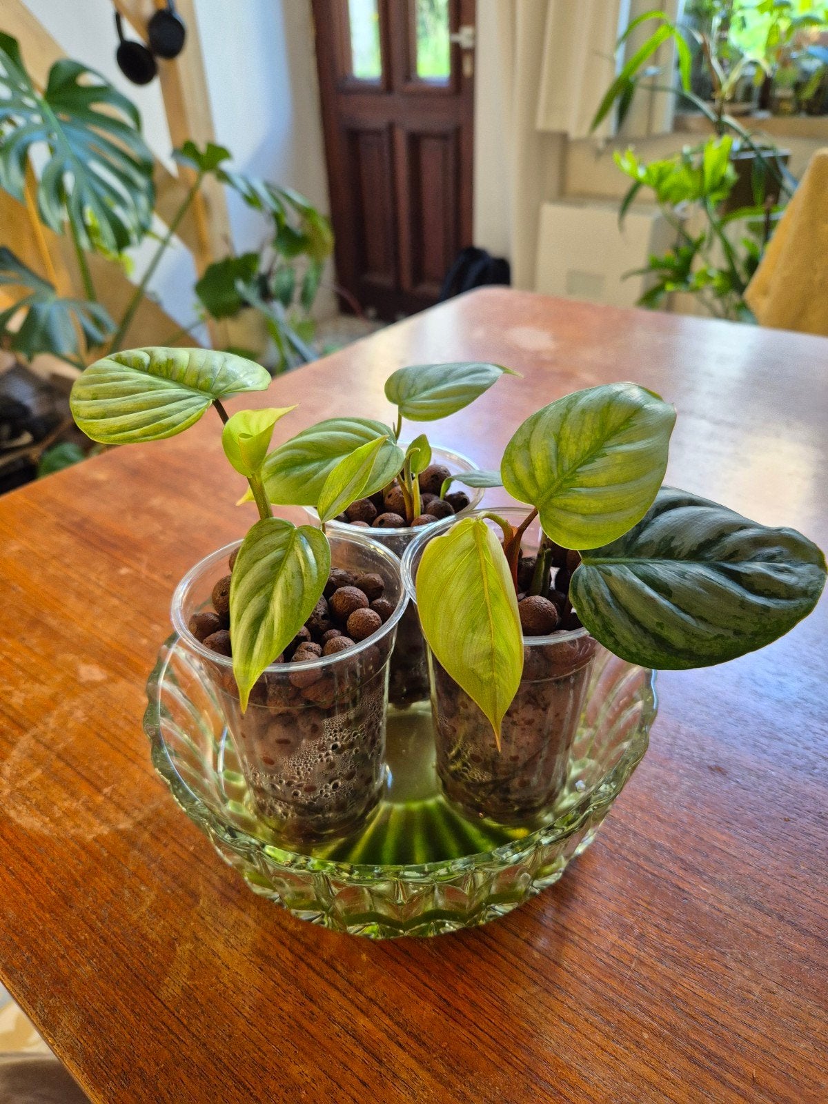 Philodendron brandtianum, Ophalen of Verzenden