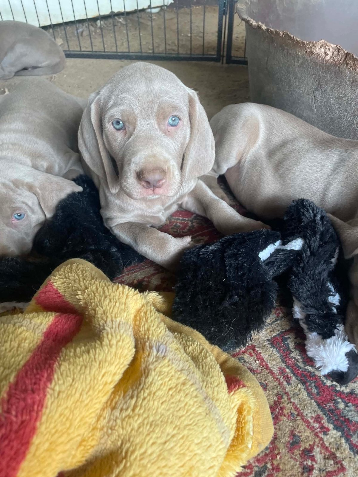 Weimaraner puppies, Autres races, 8 à 15 semaines, Plusieurs, Éleveur | Loisir
