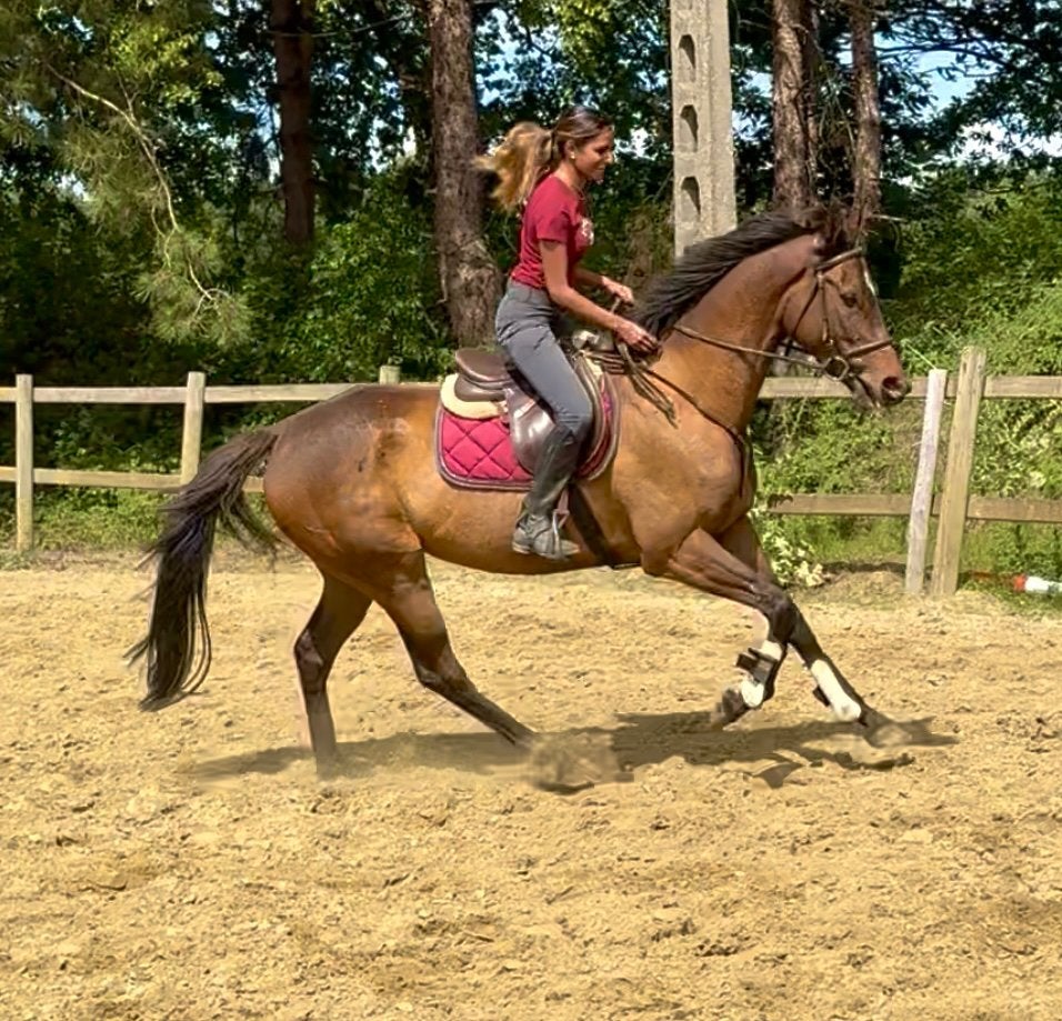Une jument polyvalente et courageuse, Animaux & Accessoires, Chevaux, Jument, B