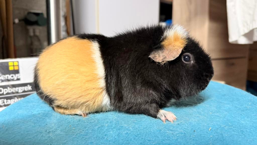 Cavia, Cobaye femelle tricolore, Enlèvement, Cobaye