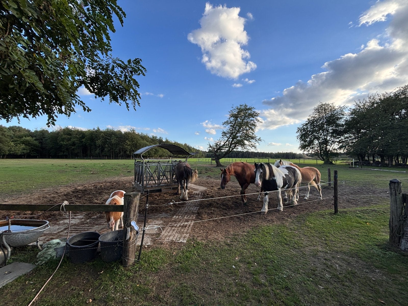 2 weideplekken vrij in Lanklaar (Dilsen-Stokkem)!, Dieren en Toebehoren, Weidegang, 2 of 3 paarden of pony's