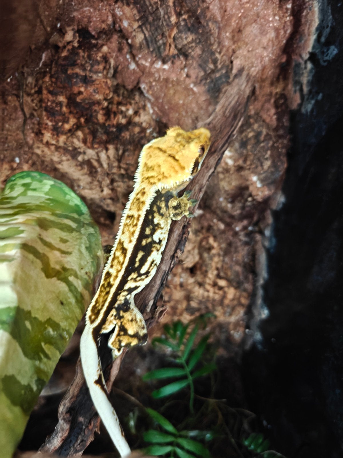 Wimpergecko man, Overige soorten, 3 tot 6 jaar