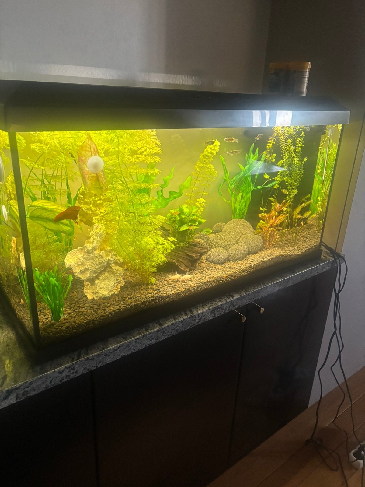 Juwel 110 aquarium + inrichting en vissen, Dieren en Toebehoren, Ophalen, Zo goed als nieuw, Juwel