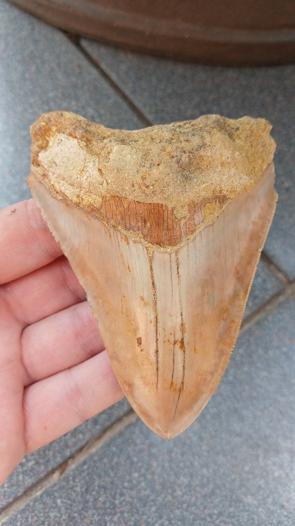 Megalodon haaientand 11 cm fossielen, Verzamelen, Mineralen en Fossielen, Ophalen of Verzenden, Fossiel