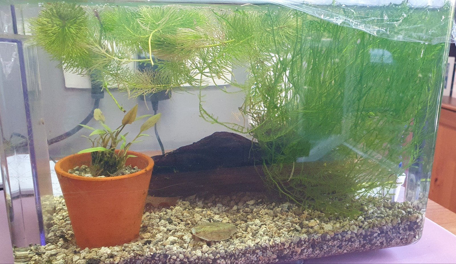 Javamos, stuk kienhout en Cryptocoryne wendtii mogen weg!, Dieren en Toebehoren, Vissen | Aquaria en Toebehoren, Ophalen