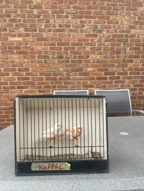 kanarie, Dieren en Toebehoren, Meerdere dieren, Kleurkanarie