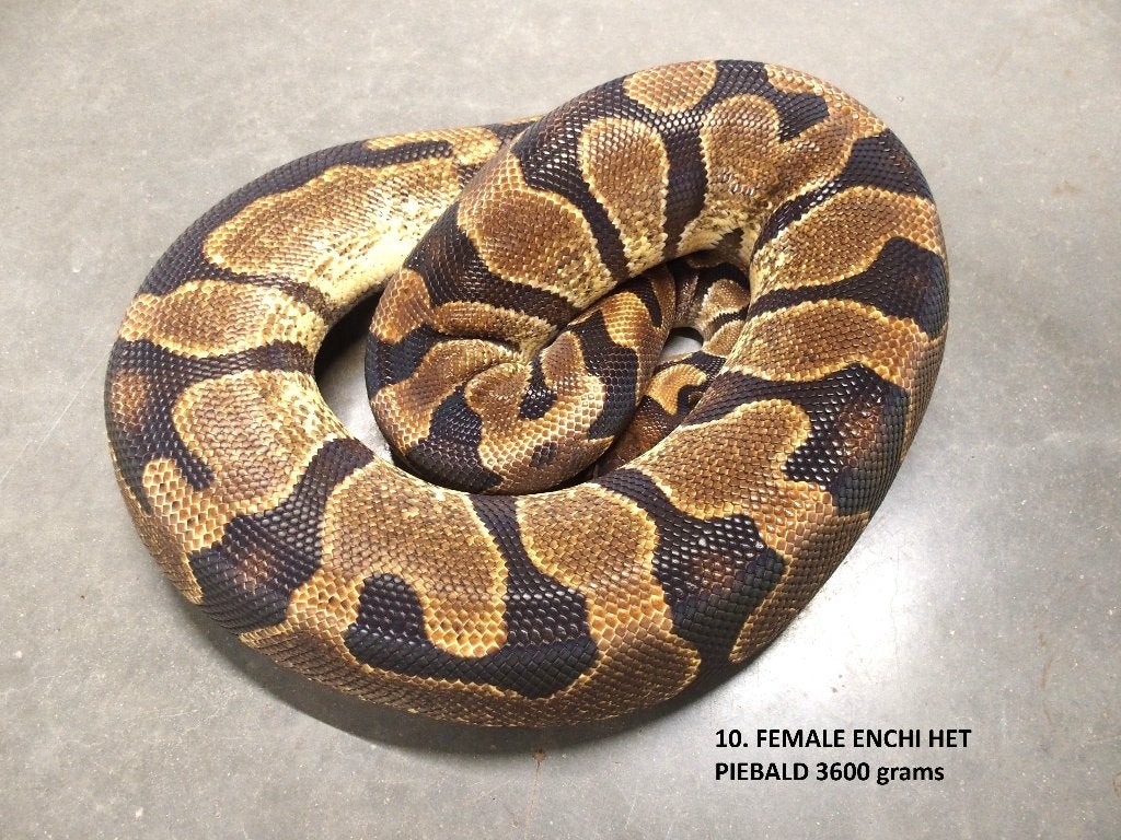 Koningspython halfwas en volwassen kweekdieren deel 1 Ball Python photo 10