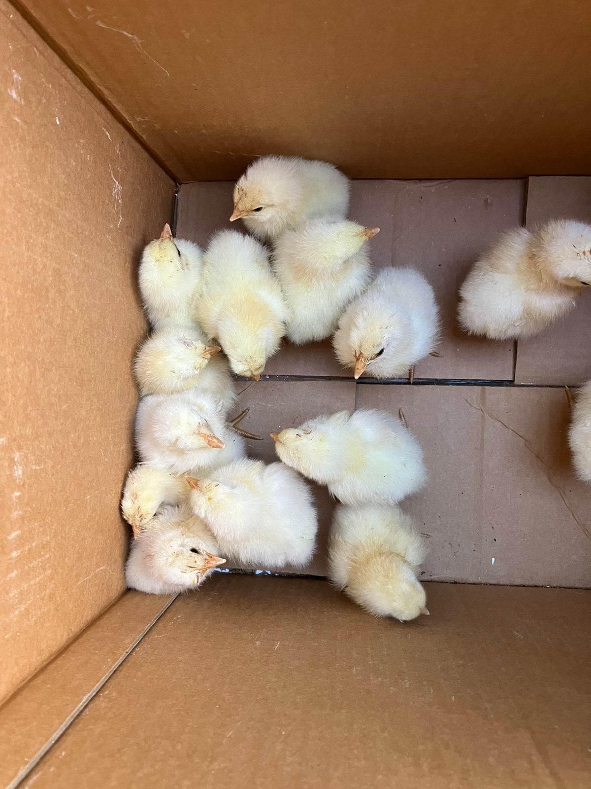 Poule de Bresse, Dieren en Toebehoren