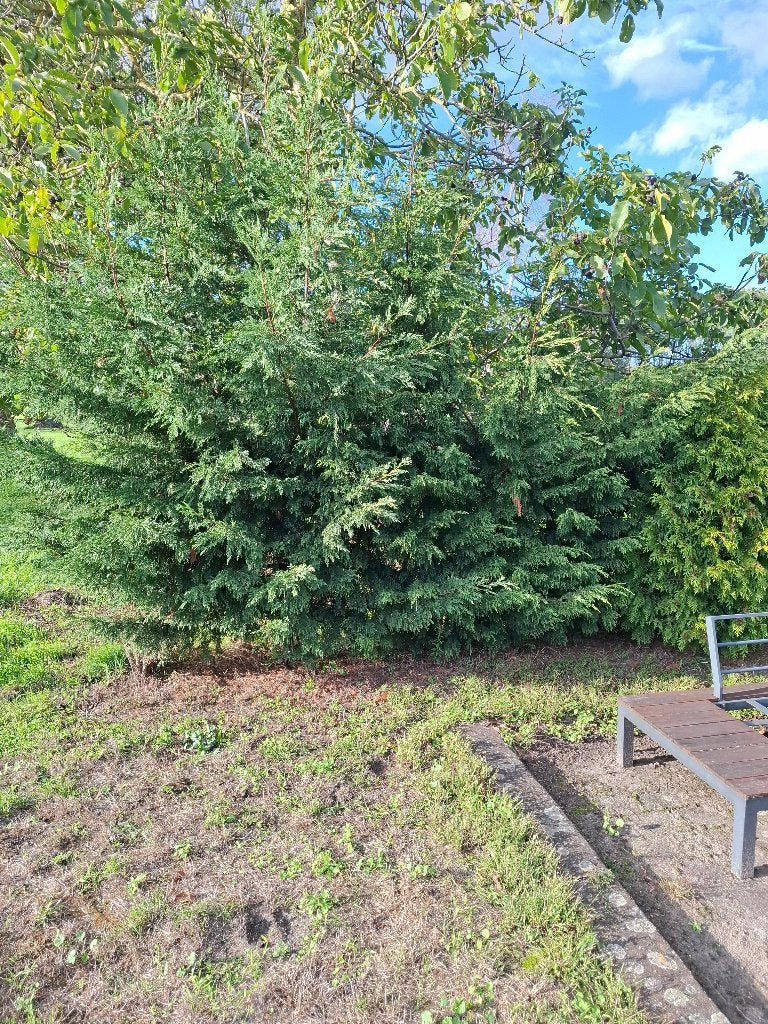 4 coniferen, Tuin en Terras, Ophalen