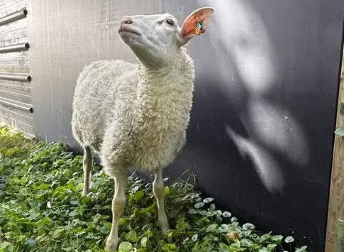 Belgische melkschaap rammen te koop, Mannelijk, Schaap, 0 tot 2 jaar