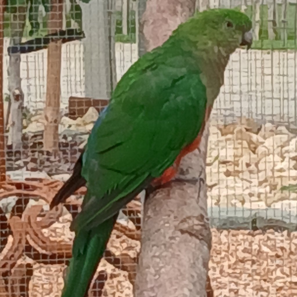 parkieten & koningsparkieten & kweekkoppel & forse vogels, Plusieurs animaux, Perruche, Bagué