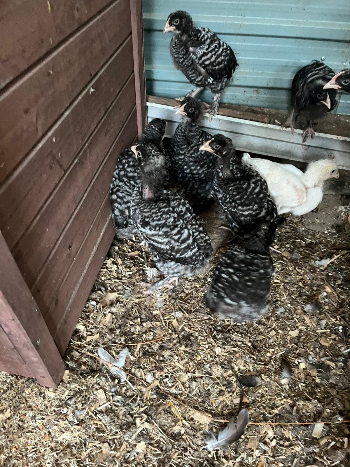 Kuikens mechelse koekoek hennen, Dieren en Toebehoren, Pluimvee