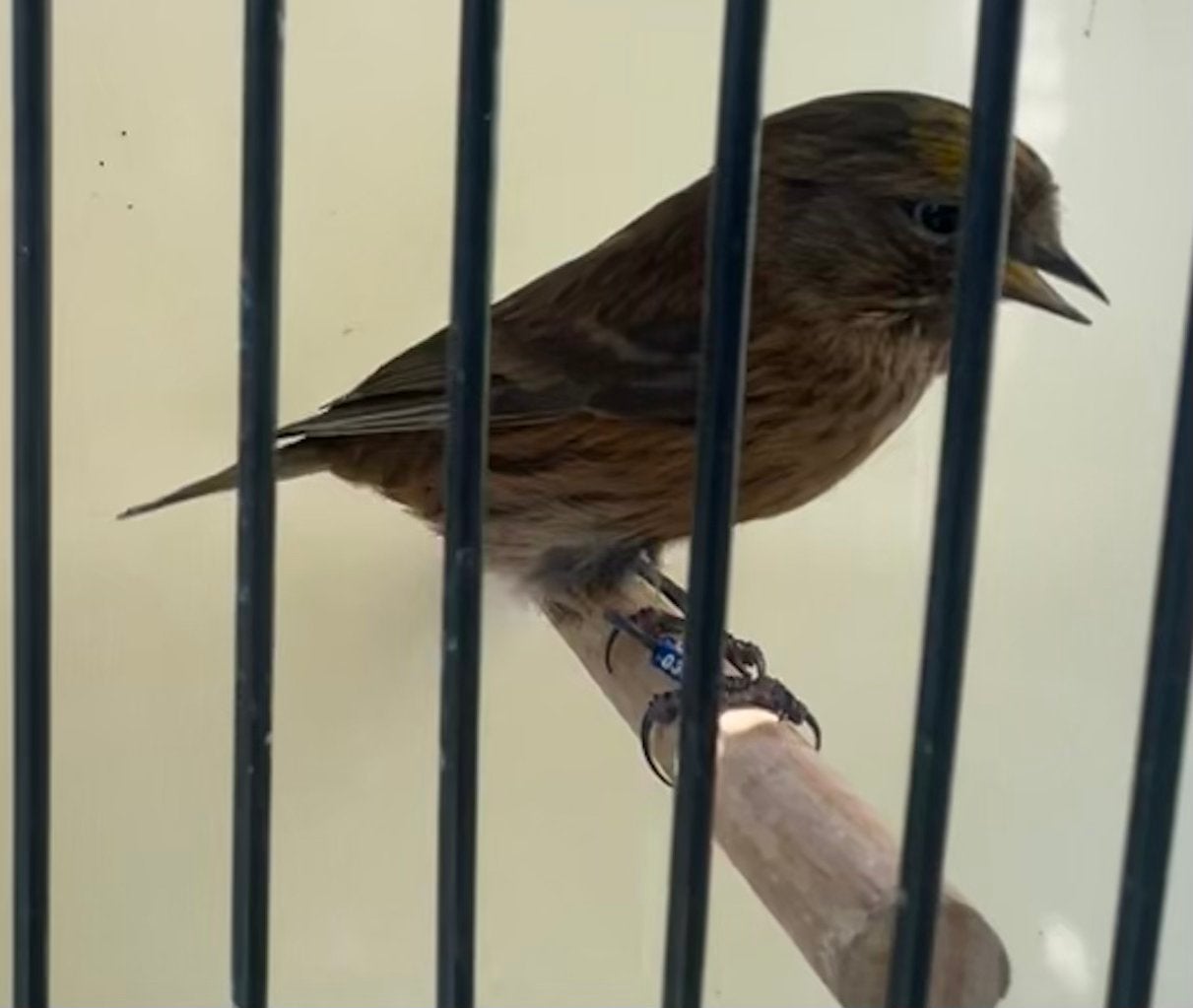 Barmsijs man kobalt 2023, Dieren en Toebehoren