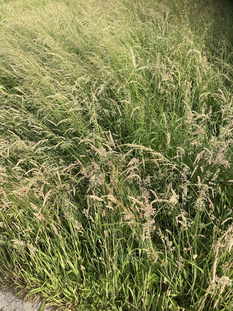 weiland, Pâturage