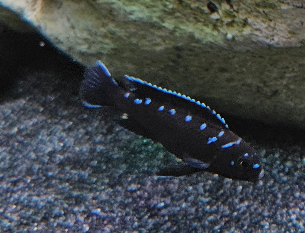 Chidonga elongatus neon spot malawi cichliden, Vis, Zoetwatervis
