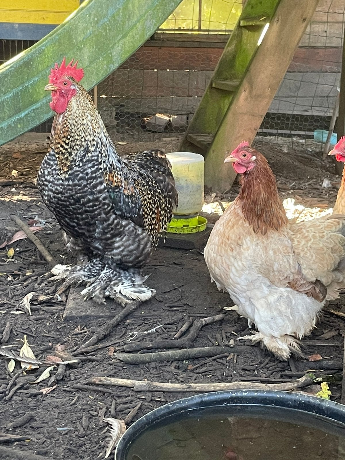4 cochin kippen, Plusieurs animaux, Poule ou poulet